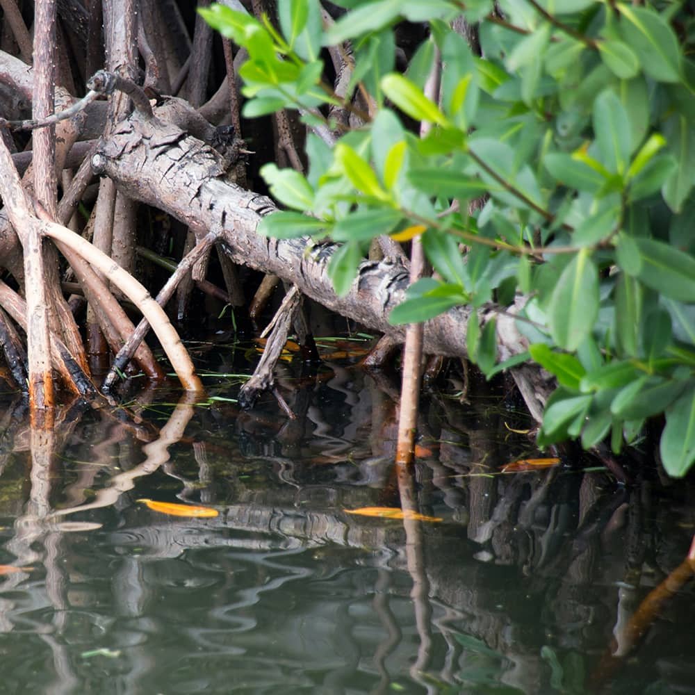 Mangroves