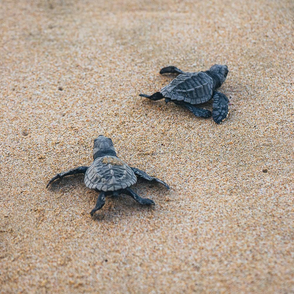 Sea turtle hatchlings