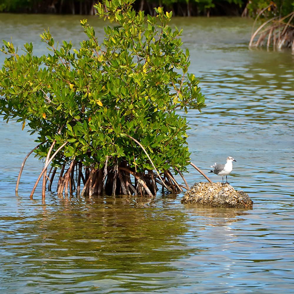 Mangrove and bird